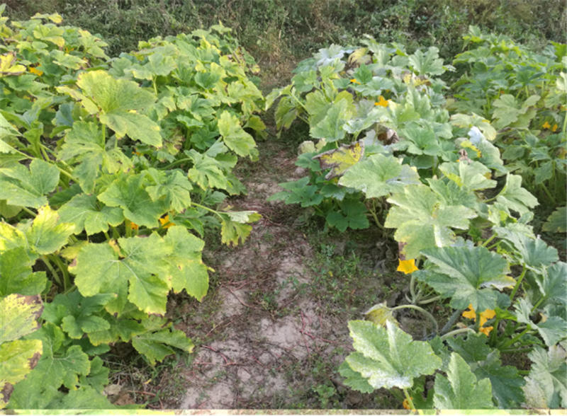 植物源生物农药及杀菌化合物研发